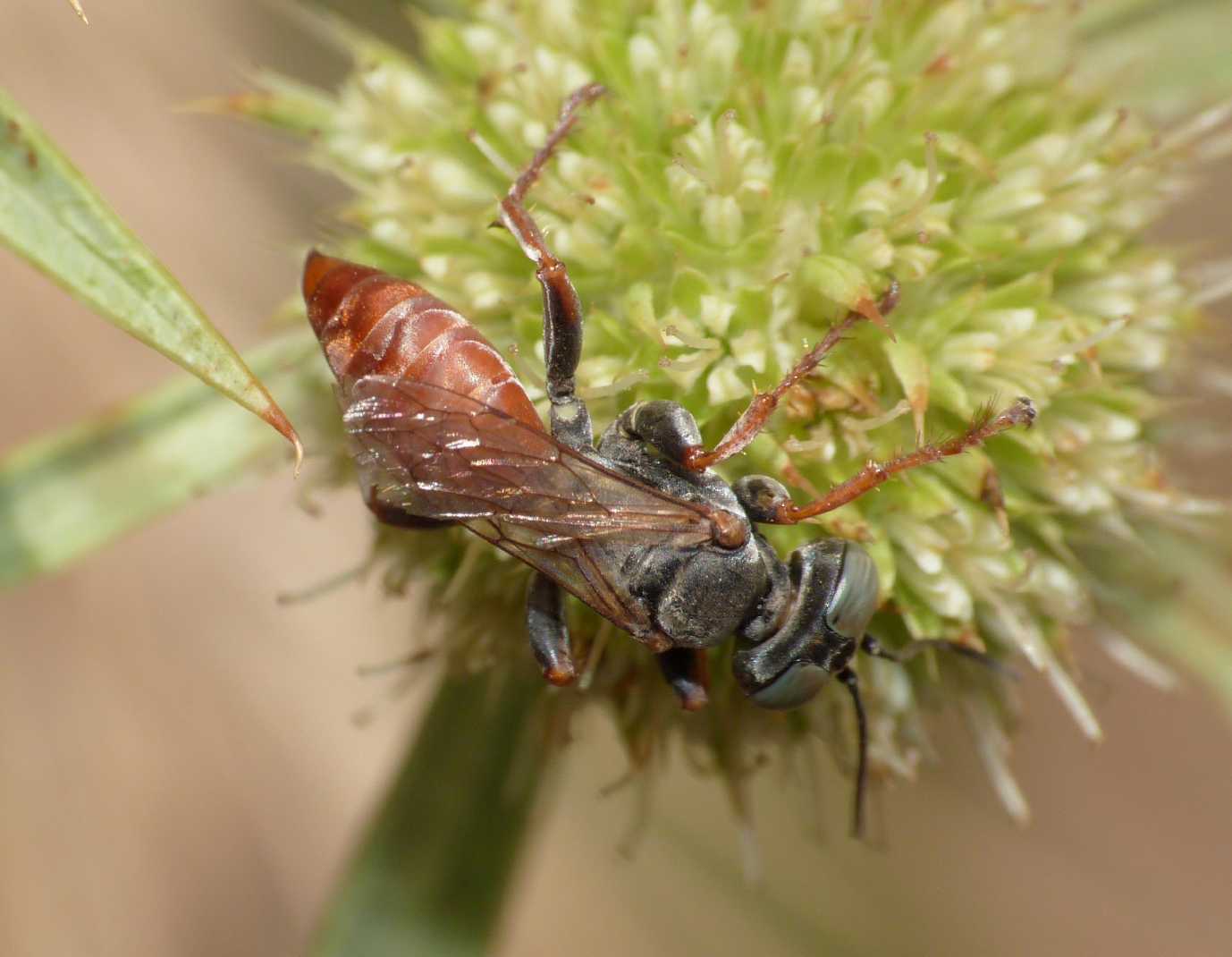 Femmina di Tachysphex  incertus rufiventralis